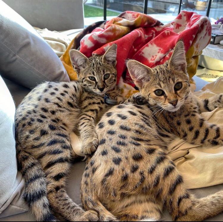 A diversidade de raças de gatos revela características diferentes entre eles, uma delas é a inteligência. Conheça cinco raças que  consideradas extremamente espertas.