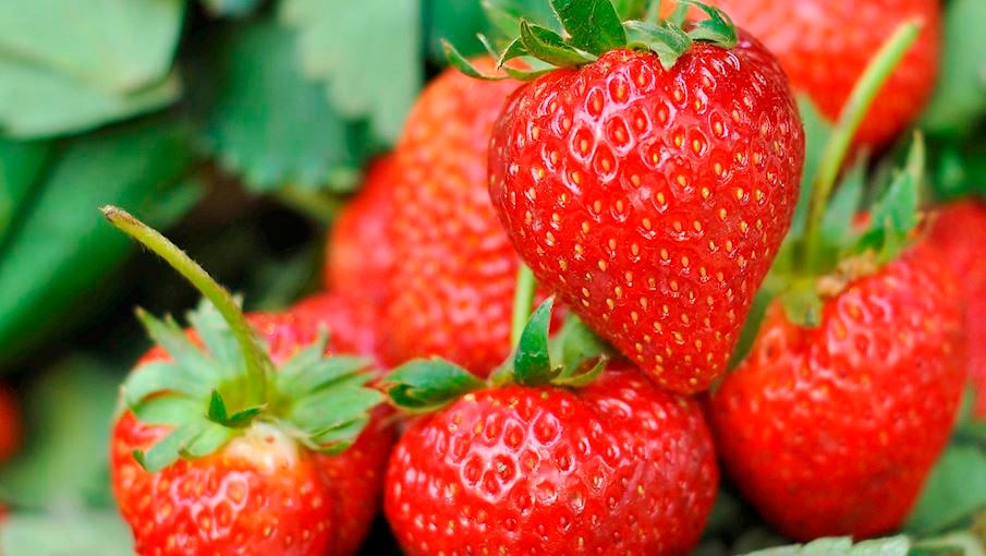 5. Truskawka kaszubska: São morangos dos tipos Elsanta , Honeoye e Senga Sengana , cultivados em Kartuski, Kościerski e Bytowski, na Polônia. As variedades Elsanta e Honeoye são destinadas ao consumo direto, com polpa suculenta e firme. A variedade Senga Sengana é destinada ao processamento, com polpa firme e dura.