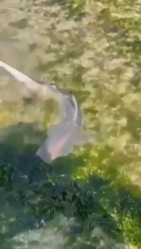 O litoral pernambucano tem tantos tubarões que em agosto de 2023 uma imagem viralizou: filhotes de tubarão apareceram em piscinas naturais, formadas pelo avanço do mar na praia de Brasília Teimosa, no Recife. 