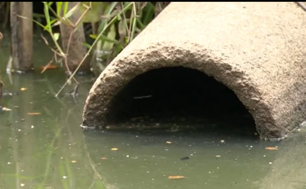 Embora a Polícia informe que o narcotráfico tem usado cada vez mais embarcações para o transporte de entorpecentes, os pesquisadores dizem que, na verdade, os animais marinhos foram contaminados pela droga a partir do despejo de esgoto na água. 