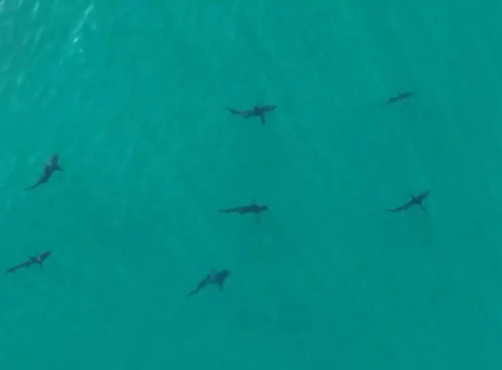 Ou seja, dejetos de pessoas viciadas (principalmente o xixi) vão para a água carregando componentes da cocaína consumida pelo usuário. E os animais acabam absorvendo o entorpecente. 