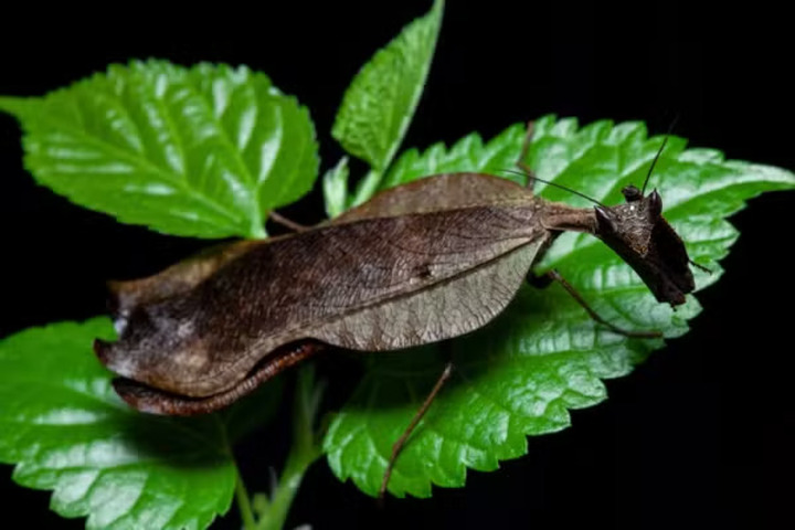 Louva-a-deus folha seca - Essa espécie , de cor escura, lembra mesma uma folha ressecada. Quando um predador se aproxima, eles ficam imóveis, num comportamento chamado de tanatose. Parecem mortos. 