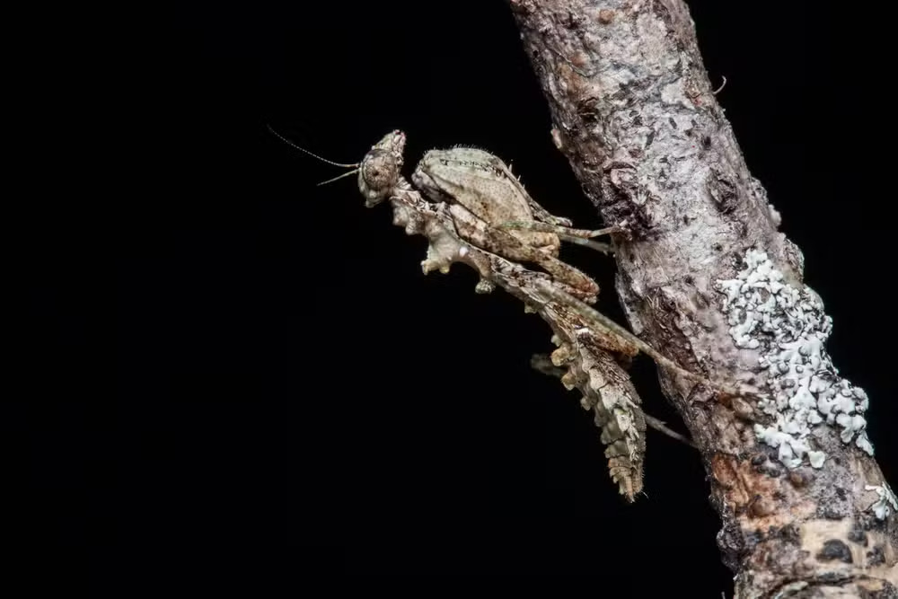 Louva-a-deus líquen - Seu corpo lembra casca de árvore, líquen e musgo. Há uma concentração bem diversa no Cerrado. E uma espécie de louva-a-deus fêmea que não possui asa nem mesmo quando adulta, encontrada na Mata Atlântica. 