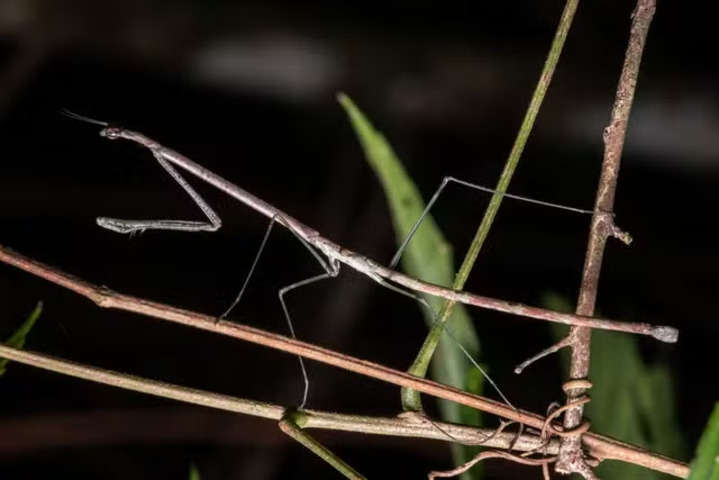 Louva-a-deus galho - Parece mesmo um galho fininho, o que leva a confundi-los com bicho-pau. Mas os olhos grandes e as pernas em formato de garra são típicos do louva-a-deus. Essa espécie é mais comprida do que a maioria, chegando a 14 cm. São comuns na Amazônia. 