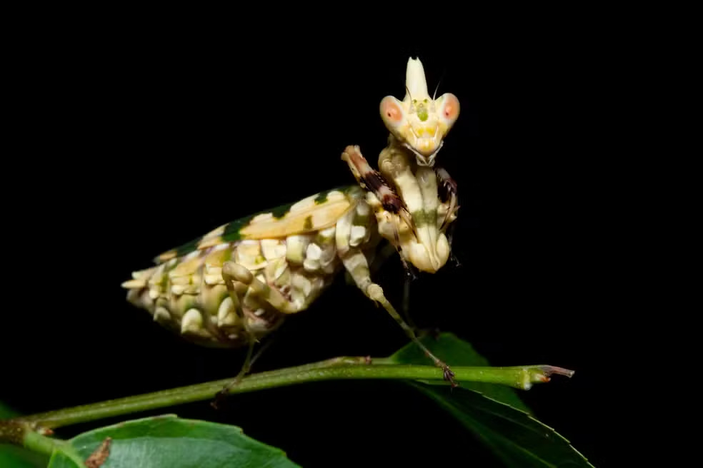 Louva-a-deus flor - O nome é inspirado na fêmea adulta, que se assemelha a uma flor amarela. Os filhotes mimetizam formigas e aranhas. E o macho adulto mimetiza vespas. 
