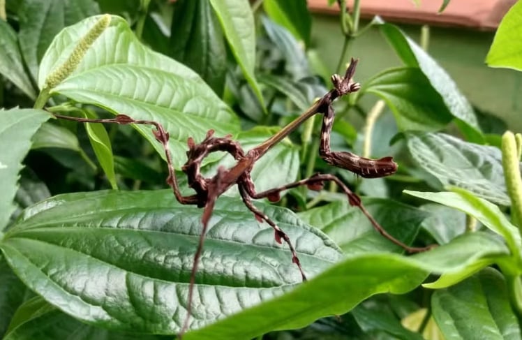 Louva-a-deus unicórnio - Recebe esse nome porque sua cabeça tem uma projeção que parece um chifre e que confunde seus predadores. É uma espécie presente principalmente na Mata Atlântica e Cerrado, mas há registros na Amazônia e Caatinga.


