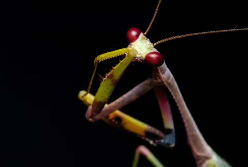 Louva-a-deus artista - Também é chamado de louva-a-deus arco-íris. Tons roxos, azuis, amarelos, rosa e laranja se espalham pelo corpo, numa harmonia que tem a ver com a comunicação entre machos e fêmeas. Quando em repouso, deixam apenas o verde visível, para camuflagem. Tipo raro em que a fêmea voa tão bem quanto o macho. 