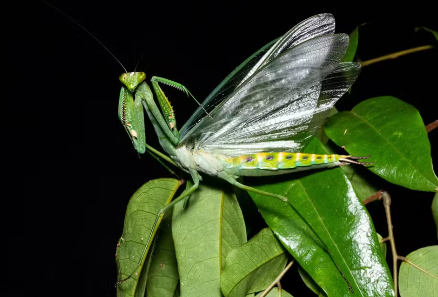 Louva-a-deus verde gigante - Tem mais de 11 cm. Com tonalidade forte de verde, é muito vistoso. Os machos têm asas translúcidas e voam bem. As fêmeas têm asas curtas que elas camuflam para parecer folha. Vive principalmente na Amazônia e, recentemente, uma população da espécie foi encontrada no Espírito Santo. 
