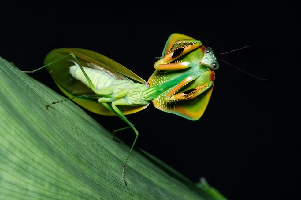 Louva-a-deus pipa - Um dos mais raros no Brasil, só é encontrado na Amazônia. Esse gênero é mais visto na América Central. O nome se deve ao formato da cabeça. Quando é visto por um predador, se ergue para mostrar as cores por baixo, o que cria a impressão de que é maior e mais ofensivo.  