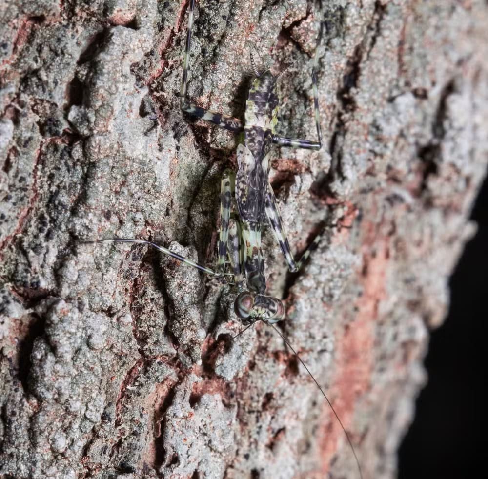 Louva-a-deus tronco - Sua camuflagem é perfeita nos galhos das árvores por causa da tonalidade e de manchas. Eles são ágeis e se percebem a aproximação de algum predador mudam de posição rapidamente. Caçam formigas com frequência. 
