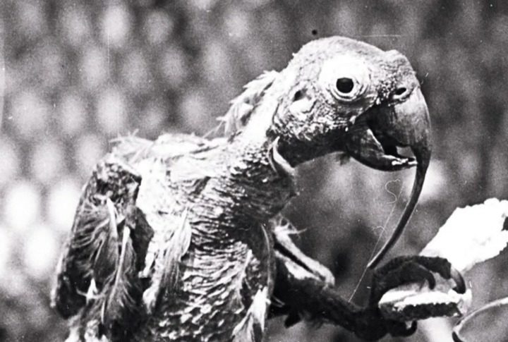 O animal, que virou uma lenda na Austrália, morreu em 1916. O papagaio chegou a dar a volta ao mundo pelo menos sete vezes(!), já que seu dono era um capitão de navio.