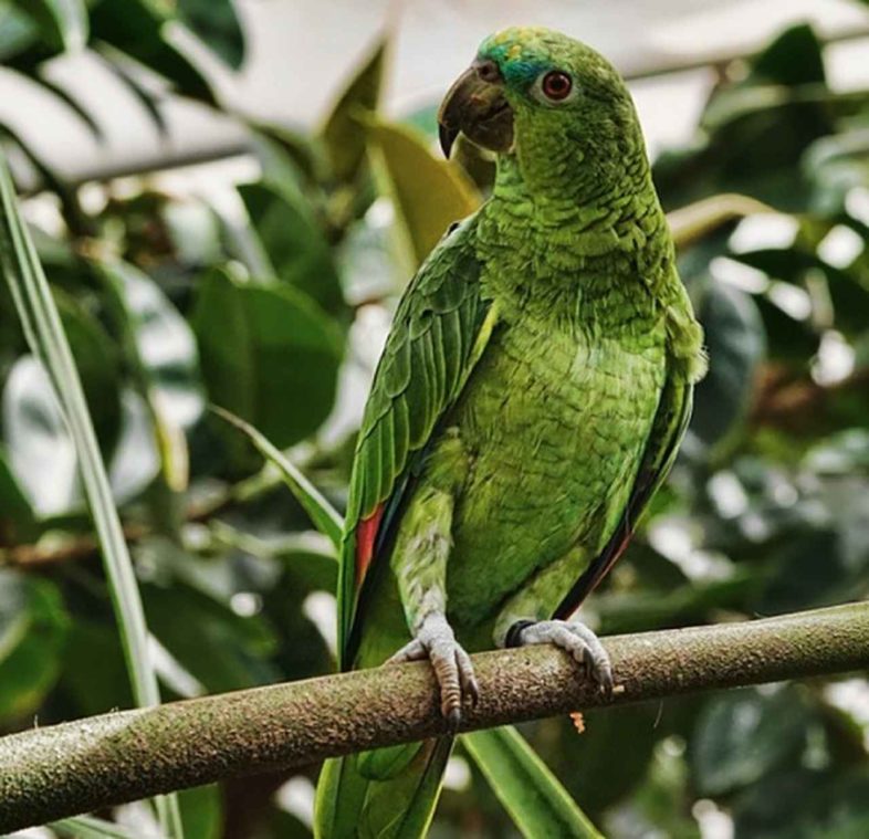 Rebecca faz parte de um grupo que pesquisa maneiras de usar a tecnologia para o aprimoramento das capacidades não apenas de papagaios, mas também de outros pássaros, como cães e orcas. 