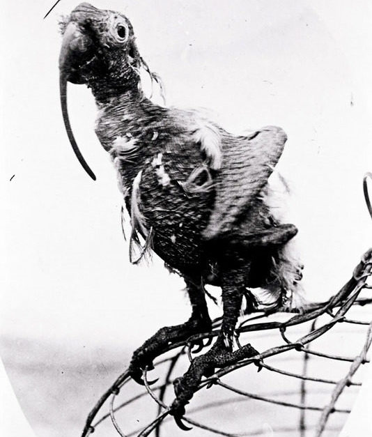 Um papagaio, conhecido como Cocky Bennett, extrapolou todas as expectativas de vida da espécie — que costuma ser de até 60 anos — e viveu impressionantes 120 anos!