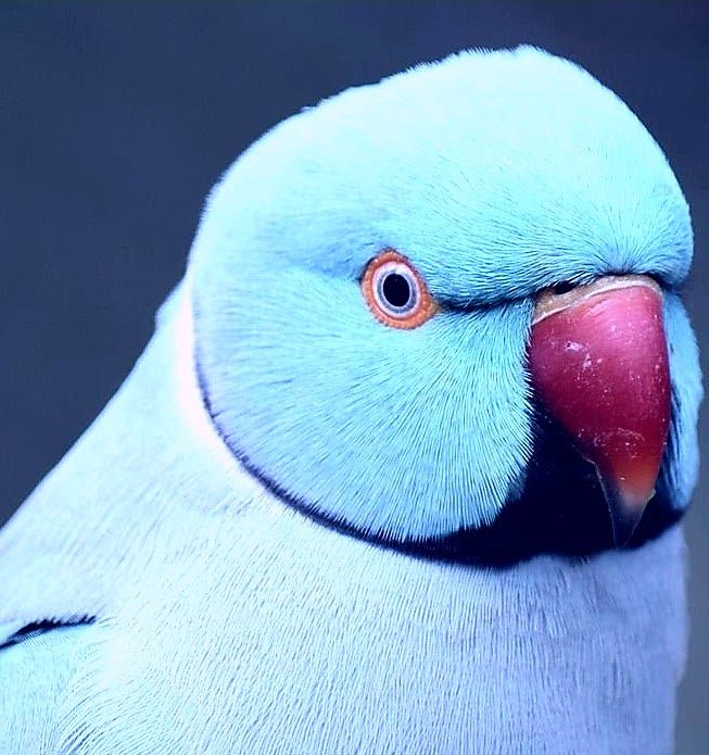 Ele consegue articular cerca de 250 palavras e tem uma  voz bastante estridente que o diferencia das outras aves.  Sua capacidade de imitação é notável. 