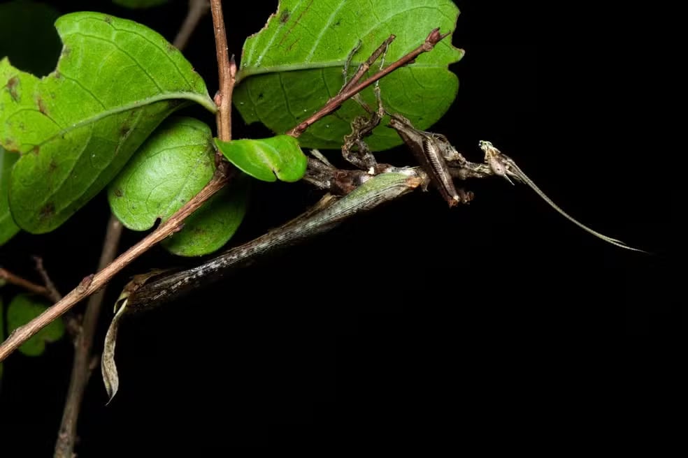 Louva-a-deus dragão brasileiro - Tem uma forma peculiar que lembra um pequeno dragão chinês. Uma espécie só existe na Mata Atlântica e outras duas também aparecem na Amazônia. É raro e há exemplares preservados na Reserva Ecológica de Guapiaçu (RJ). 