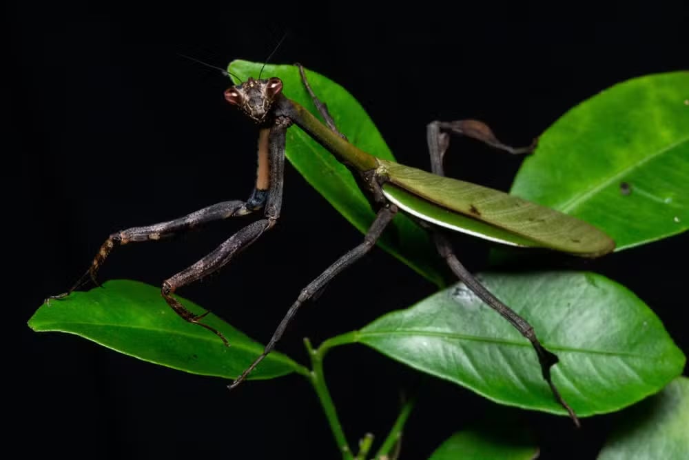Louva-a-deus coroado - Espécie endêmica da Mata Atlântica, ou seja, só existe ali. Habita as copas das árvores. O Museu Nacional, no Rio de Janeiro, tinha uma coleção dessa espécie, mas quase toda se perdeu no incêndio ocorrido em 2018. 