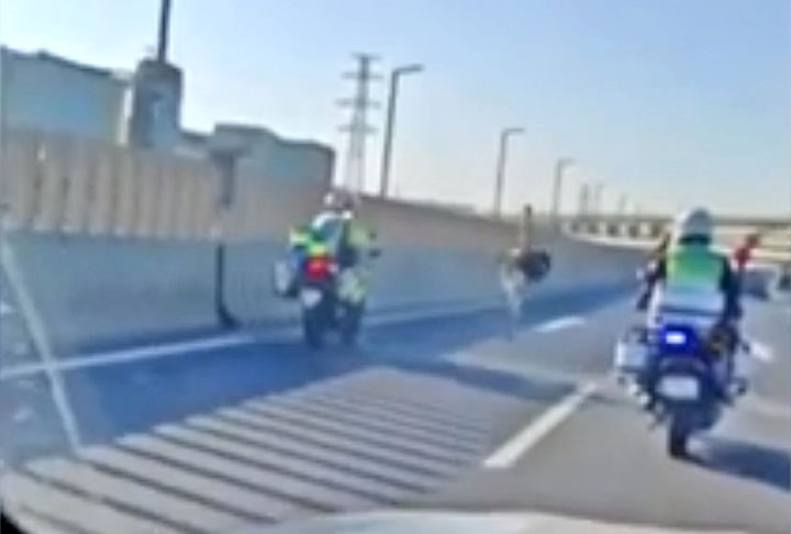 Wang, uma testemunha, fez um relato na mídia social dizendo que viu o avestruz na rodovia por volta das 8h da manhã.