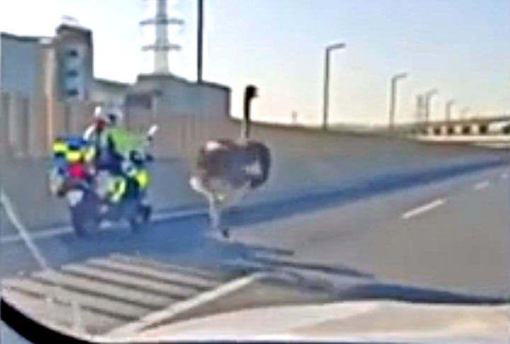 De acordo com a agência Reuters, o animal deu trabalho aos agentes. Os policiais seguiram o avestruz até um túnel, onde um dos agentes colidiu com ele acidentalmente.