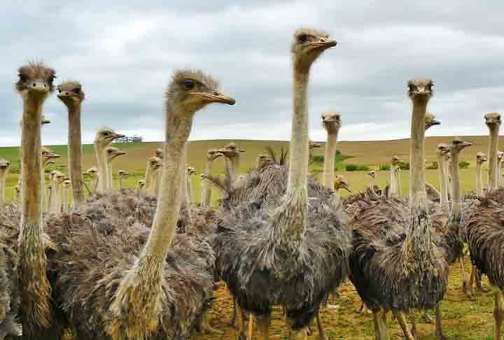 Como, então, o animal foi visto numa cidade no sudoeste da China? É que, devido à domesticação e criação em cativeiro, é possível vê-los em outras partes do mundo. 