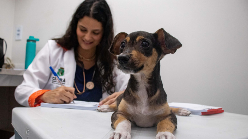 Com atendimento a partir das 8 horas, o agendamento deve ser realizado por meio do site www.protecaoanimal.ce.gov.br.