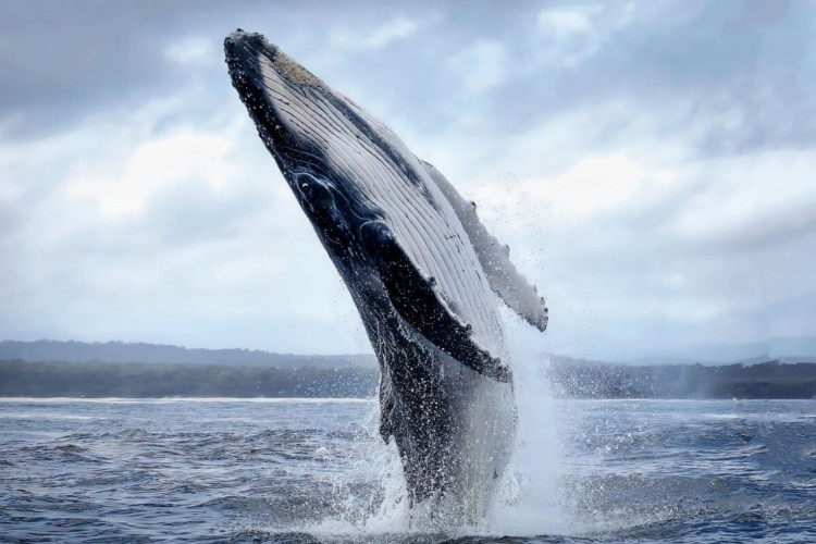 As baleias são seres fantásticos e repletos de curiosidades (Imagem: Vladimir Turkenich |  Shutterstock)