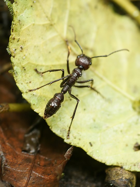 Fora da água, também há cuidados a serem tomados para evitar, por exemplo, formiga bala. Também chamada de formiga-cabo-verde, tem 10 a 25 mm, cor avermelhada escura e uma picada tão dolorosa que o entomologista Justin Schmidt, que classificou as picadas, disse que a dela é 4+, ou seja, ultrapassa o máximo, que é 4 na tabela. 