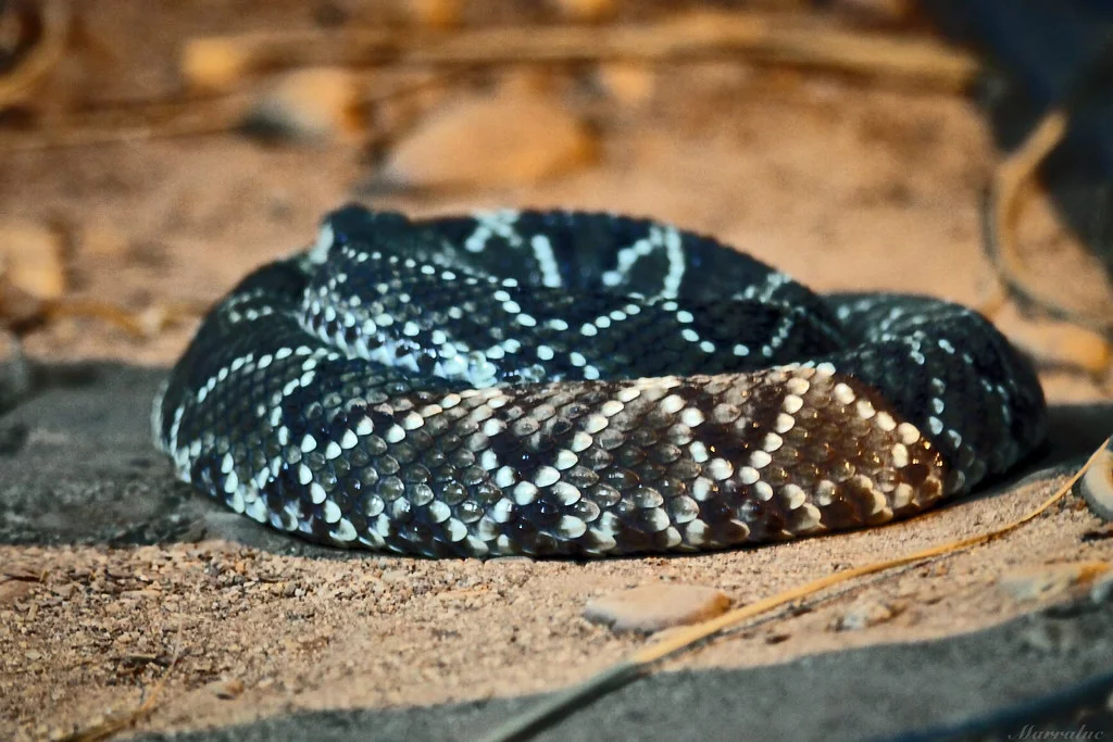 Dentre as cobras da Amazônia, uma muito conhecida é a cascavel, animal peçonhento que se tornou popular por ser de fácil reconhecimento, já que possui um chocalho na cauda