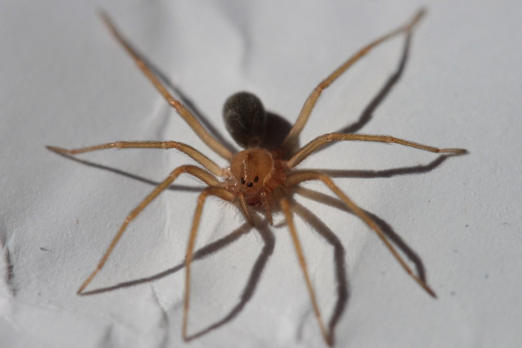 Outra aranha peçonhenta é a marrom.  Cientificamente registrada como Loxosceles, ela tem uma picada que causa necrose. Geralmente, a aranha mede entre 3 e 4 centímetros. Possui 6 olhos e suas teias são pequenas.