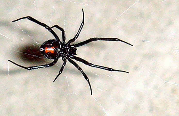 Outra aranha perigosa é a  viúva-negra. Chamada cientificamente de Latrodectus, ela ganhou esse nome popular porque pratica canibalismo sexual, em que a fêma devora o macho após a cópula. 