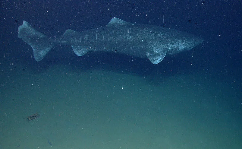 É um grande predador e habita lugares raramente alcançados pelos humanos. Um tubarão da Groenlândia com idade estimada em 518 anos apareceu nas proximidades de Belize, no Caribe em 2023, o que faz dele o animal vertebrado que viveu mais tempo do planeta.