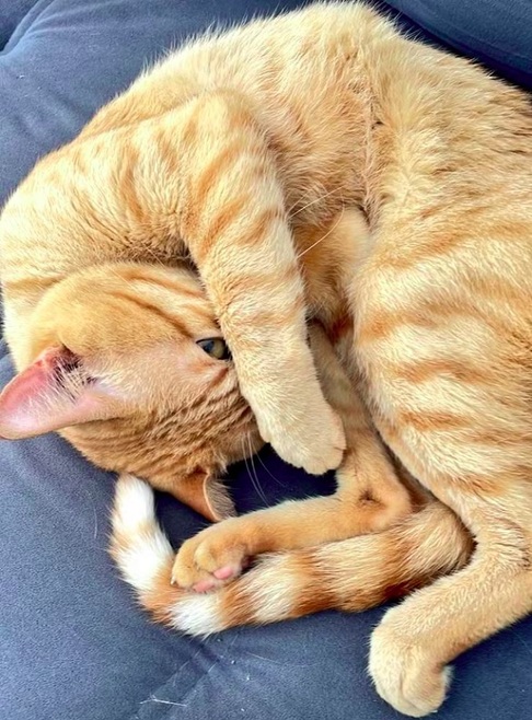 A tutora Luciana Nascimento, de 49 anos, residente em São Vicente (SP), vive um drama com seu gato de estimação, Thor.