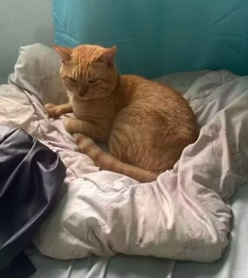 Thor está na família desde 2017. Segundo Luciana, a filha mais nova queria um gato e ela providenciou o filhote junto à conhecida de uma amiga que era protetora de animais.