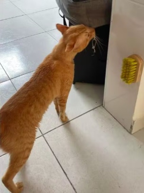 Depois das tentativas frustradas de acalmar o gato, a família resolveu colocá-lo na área de serviço da casa. Elas deixaram uma caixa de areia e alimentam Thor pela janela.