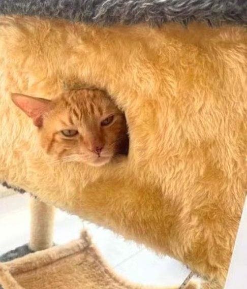 Mesmo com a decisão da tutora de não usar mais o produto, o gato continuou com os ataques inesperados.