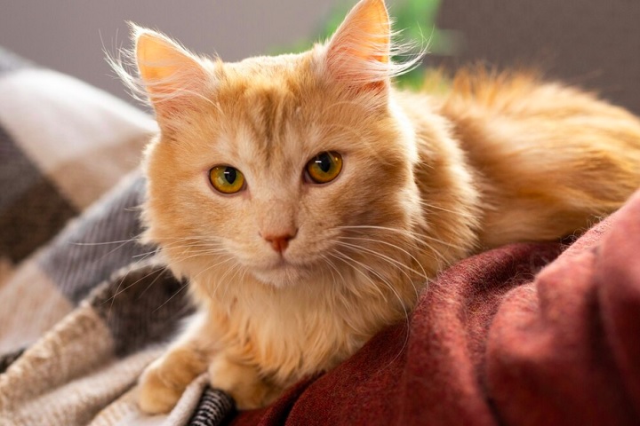 Apesar de todos os ataques, nunca encostamos um dedo nele que não seja para carinho. Nunca nem o ameaçamos com qualquer tipo de objeto. Não seríamos capazes de agredi-lo, mesmo com tudo isso, contou a tutora.