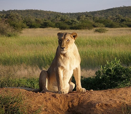 Nos aspectos físicos, o macho possui uma juba característica e imponente e é bastante peludo. Já a fêmea é de menor porte, bem menos peluda e não apresenta a juba. A coloração da pelagem dos leões varia de amarelo a marrom.