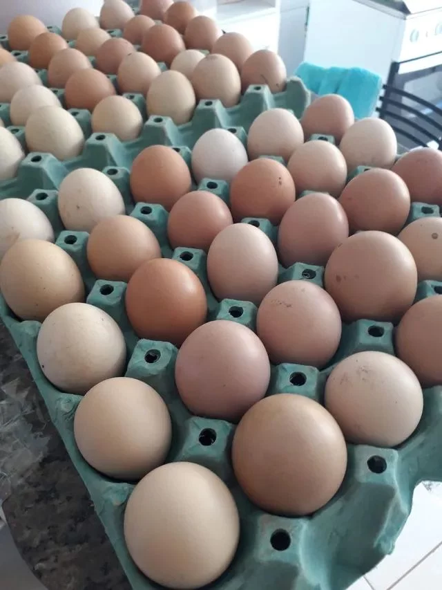 OVOS:  O antigo mito de que prejudica o colesterol já foi derrubado. Fonte de proteína, ajuda no ganho de massa muscular por conter vitaminas, como a B12, selênio, zinco, e aminoácidos essenciais.