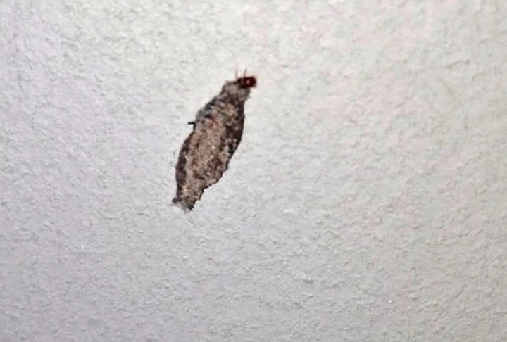 Já o segundo é conhecido como traça-das-roupas e devora queratina que é encontrada em casimira, couro verdadeiro e roupas de lã. Também é reconhecido por aquelas casquinhas que ficam penduradas em alguns móveis e representa a fase larval do bicho. 