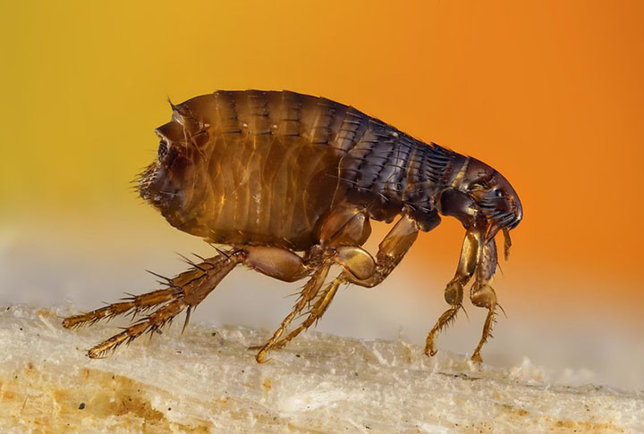 Outras pragas caseiras são aranhas, baratas, carrapatos, formigas, escorpiões, ratos e pulgas (foto). 