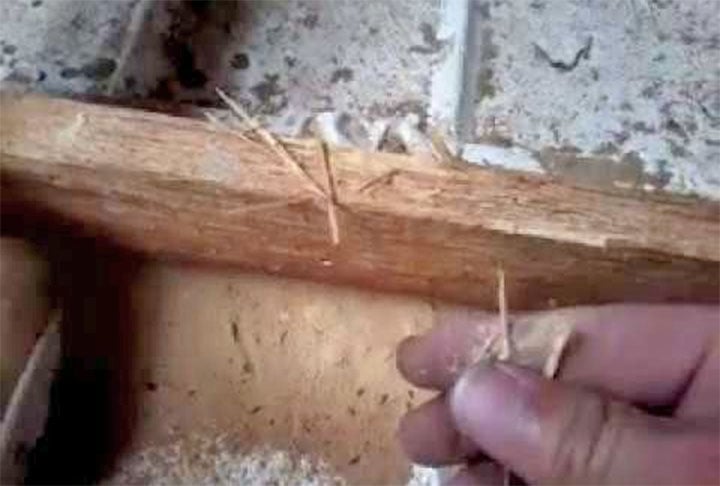 É importante verificar frequentemente móveis de madeira como portas, tetos, janelas e revestimentos que são itens fixos. Bem como os embutidos. Se houver pó seco ou orifícios, isso pode significar a presença de cupim.  