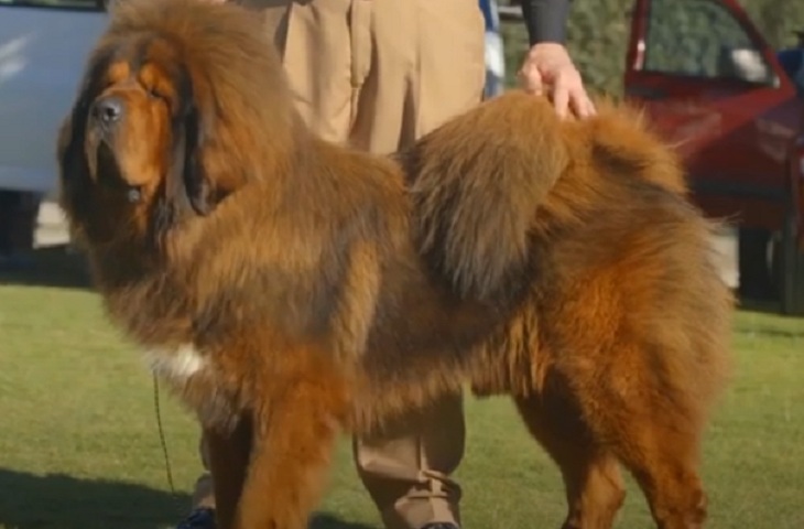 A Federação Cinológica Internacional (FCI) mantém uma lista com 344 raças de cães existentes no planeta. Elas são divididas em 11 categorias, de acordo com função e morfologia. Veja as mais caras do mundo. 