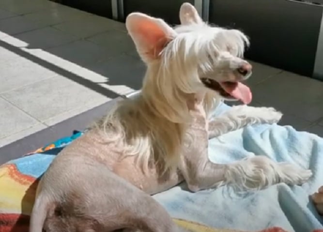 5° lugar: Cão De Crista Chinês - Preço Médio: De R$ 6 mil a R$ 4 mil - Curiosamente, o Cão de Crista Chinês ganha destaque não pela sua beleza, mas sim pela sua feiúra, já que boa parte dos concursos de o cão mais feio do mundo é vencido por espécies deformadas dessa raça. Vale destacar que eles são muito obedientes e espertos também. 