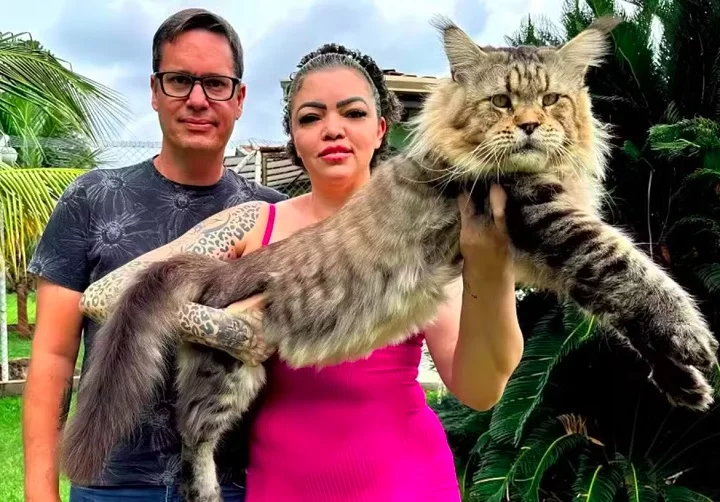 Um casal brasileiro  tenta reconhecer seu gato como o maior do mundo e quer que o bichano entre para o Guinness Book, o Livro dos Recordes. 