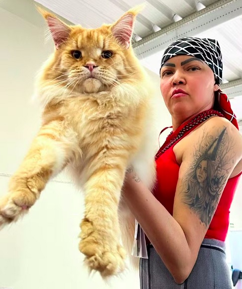 Ela também relatou que, apesar de grande, o gato é bem calmo: Ele [Xartrux] tem todos os padrões da raça, o tamanho, a docilidade, um gato doce, querido, companheiro, bonachão, preguiçoso, faz o que ele quer com a gente.