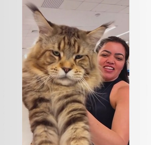 A candidatura oficial requer uma medição oficial de Xartrux, com a presença de um jornalista, um fotógrafo e um juiz, para confirmar o tamanho do gato. 