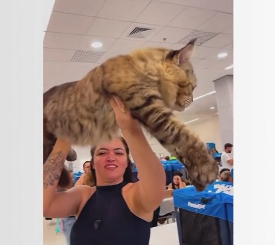 Os tutores Márcia Oliveira e Jean Martins tentam há pelo menos seis anos dar o título ao gatinho (que de inho não tem nada) Xartrux.