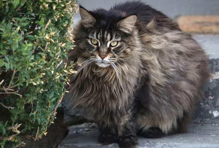 O recorde anterior pertencia a Swetie, que chegou a medir 1,23 m, mas acabou falecendo em 2016.