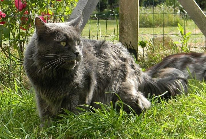 Aos 6 anos, Xartrux é um maine coon, uma raça conhecida pelo seu grande porte e considerada a maior entre os gatos. 