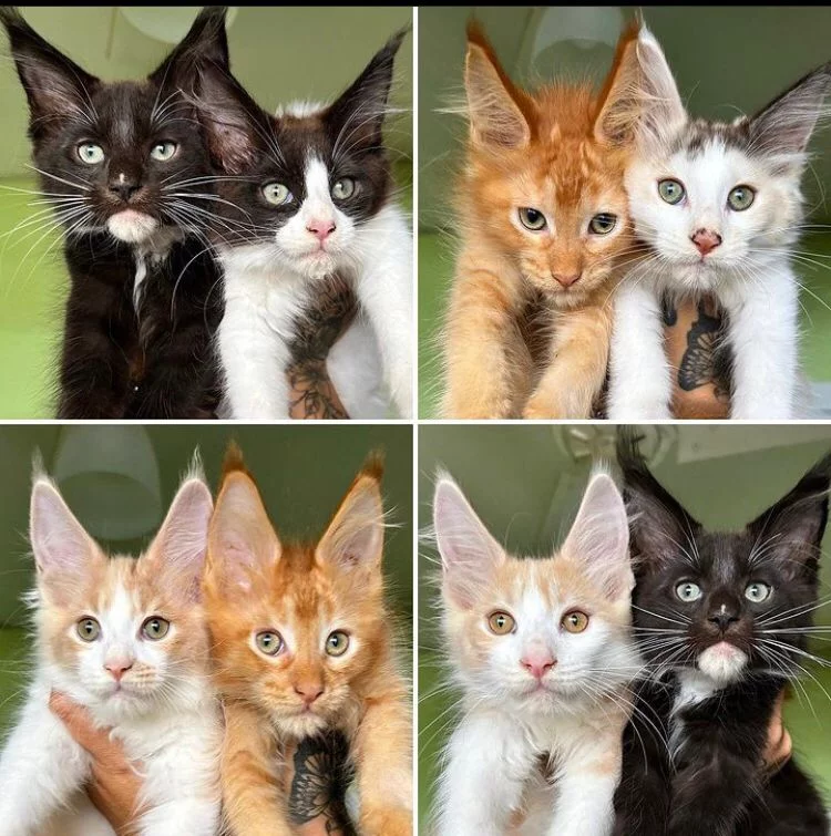 Eles cuidam dos gatos com uma dieta balanceada, banhos a cada 15 dias e escovação duas ou três vezes por semana. O trabalho do casal é reconhecido por órgãos nacionais e internacionais.