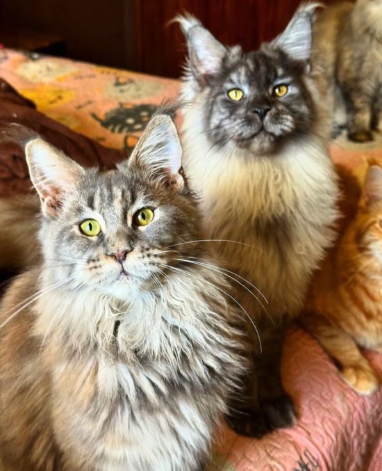 [O tratamento] não difere em nada dado aos outros. As despesas que a gente tem eu nem considero gastos, mas, sim, investimentos no bem-estar deles, afirmou Márcia, em entrevista ao g1.